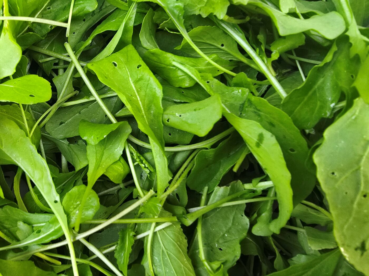 rucola raket raketsla eruca