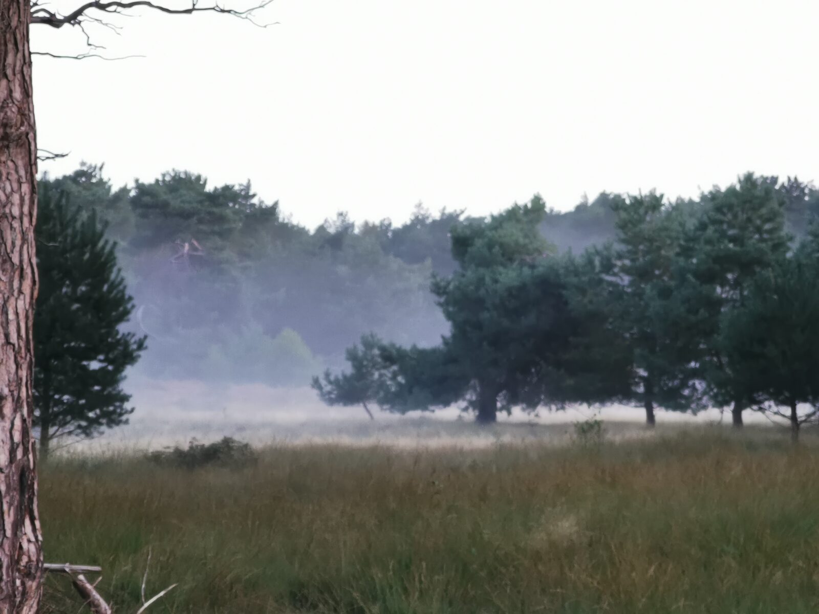 29 augustus - excursie Laag Wolfheze - Afbeelding 12