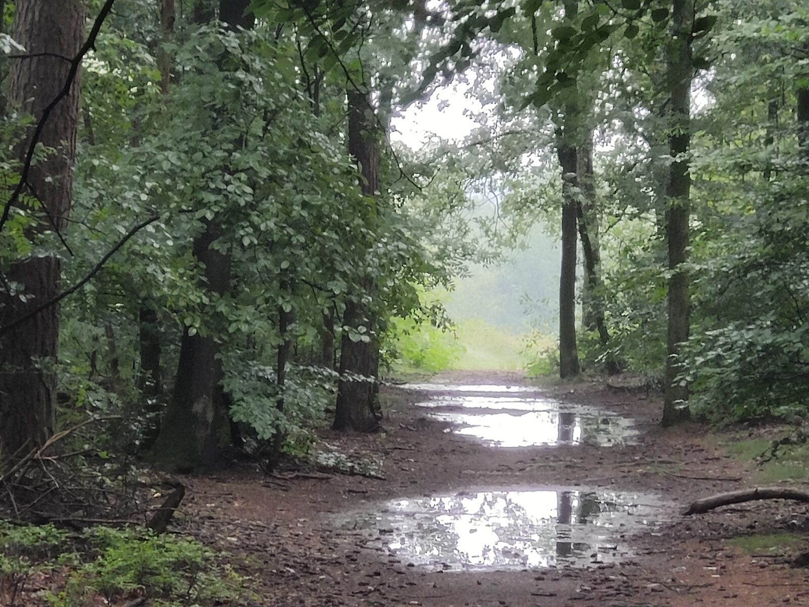 29 augustus - excursie Laag Wolfheze - Afbeelding 6