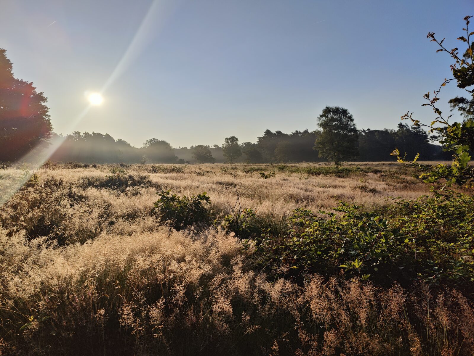 29 augustus - excursie Laag Wolfheze - Afbeelding 4
