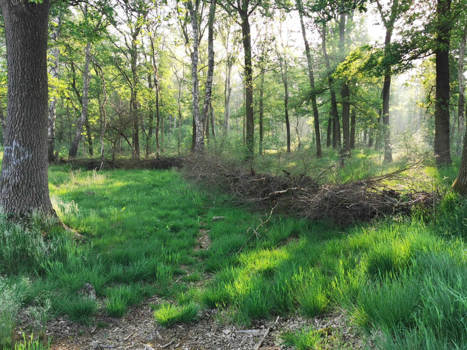 29 augustus - excursie Laag Wolfheze - Afbeelding 7
