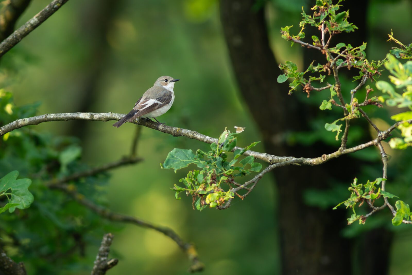 29 augustus - excursie Laag Wolfheze - Afbeelding 14