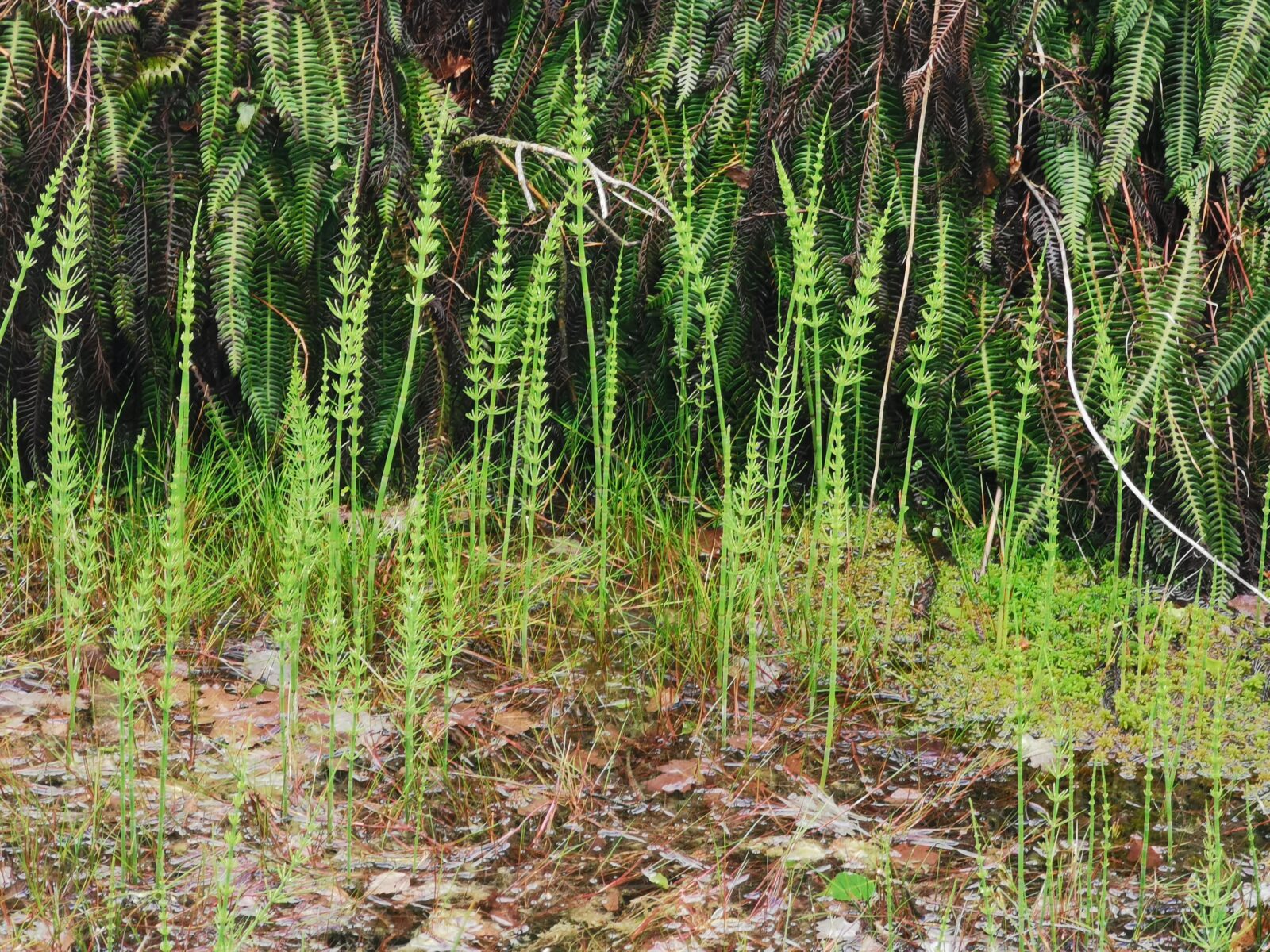 29 augustus - excursie Laag Wolfheze - Afbeelding 10