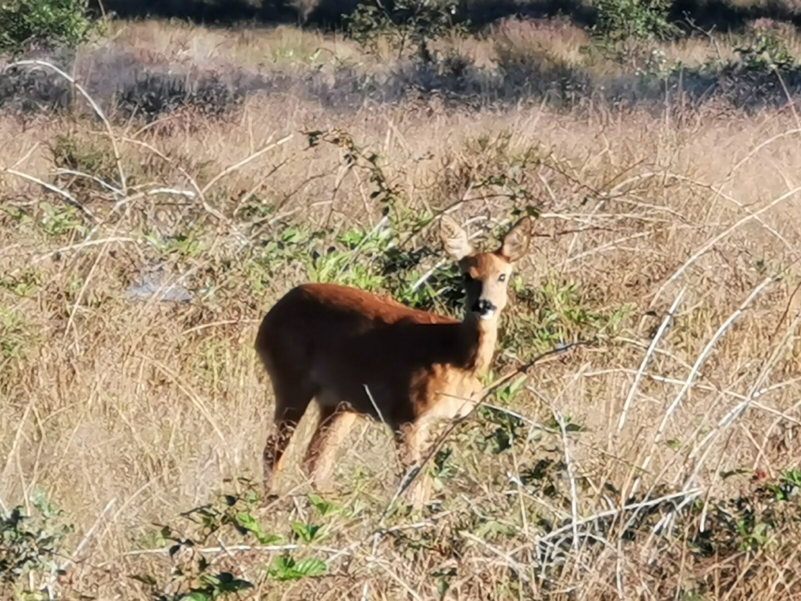 29 augustus - excursie Laag Wolfheze - Afbeelding 15