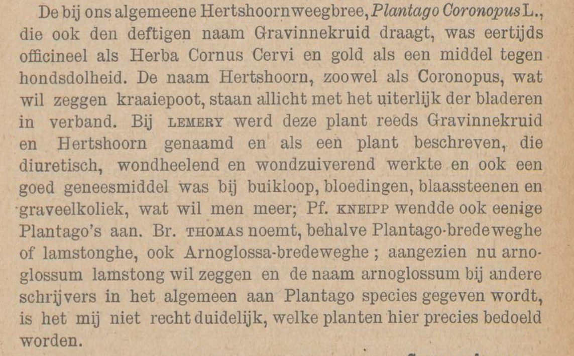 hertshoornweegbree plantago corobopus