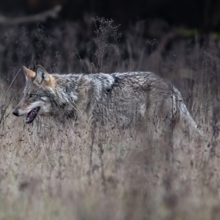 wolf