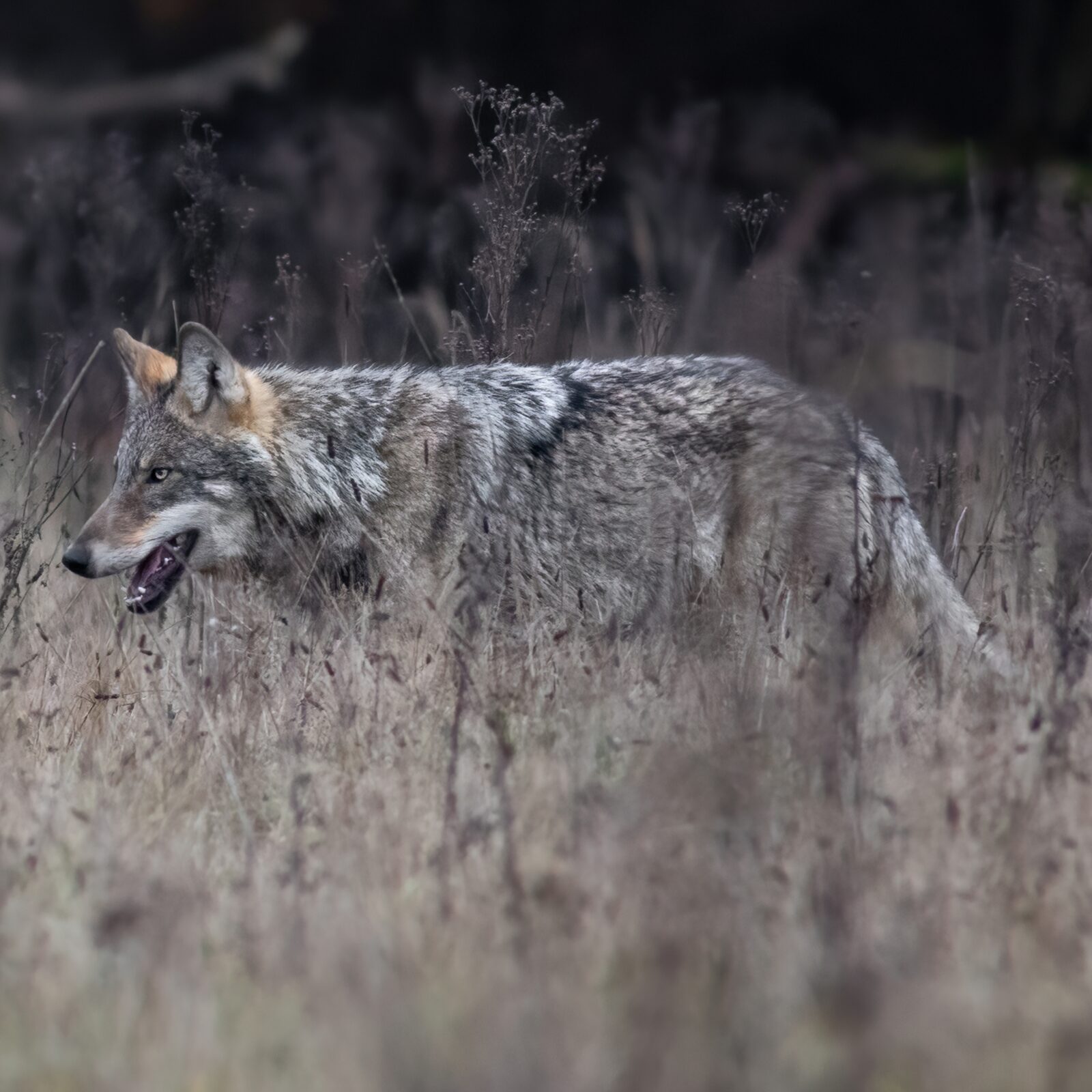 Presentatie: De terugkeer van de wolf in Nederland
