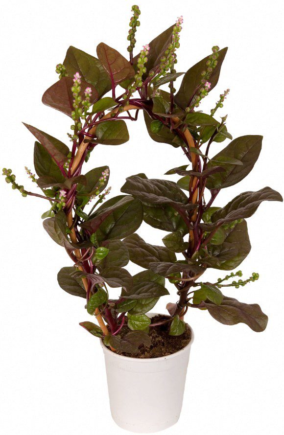 malabar spinazie