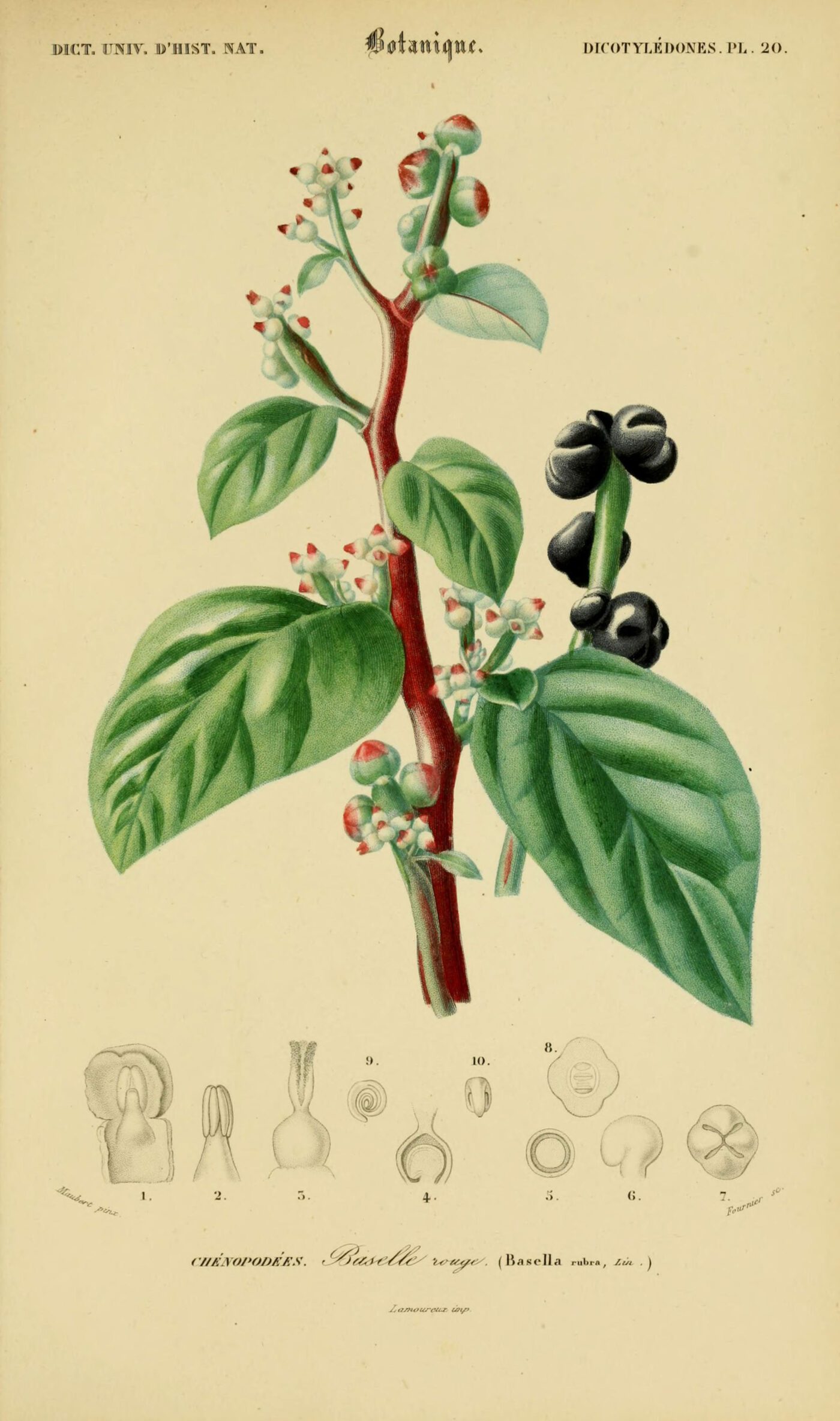 malabar spinazie