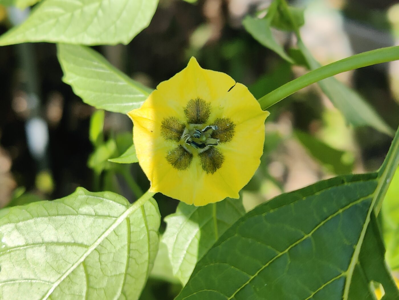 tomatillo - Physalis philadelphica