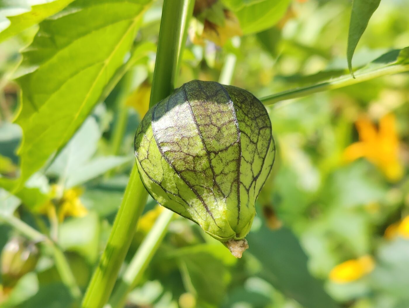 tomatillo - Physalis philadelphica