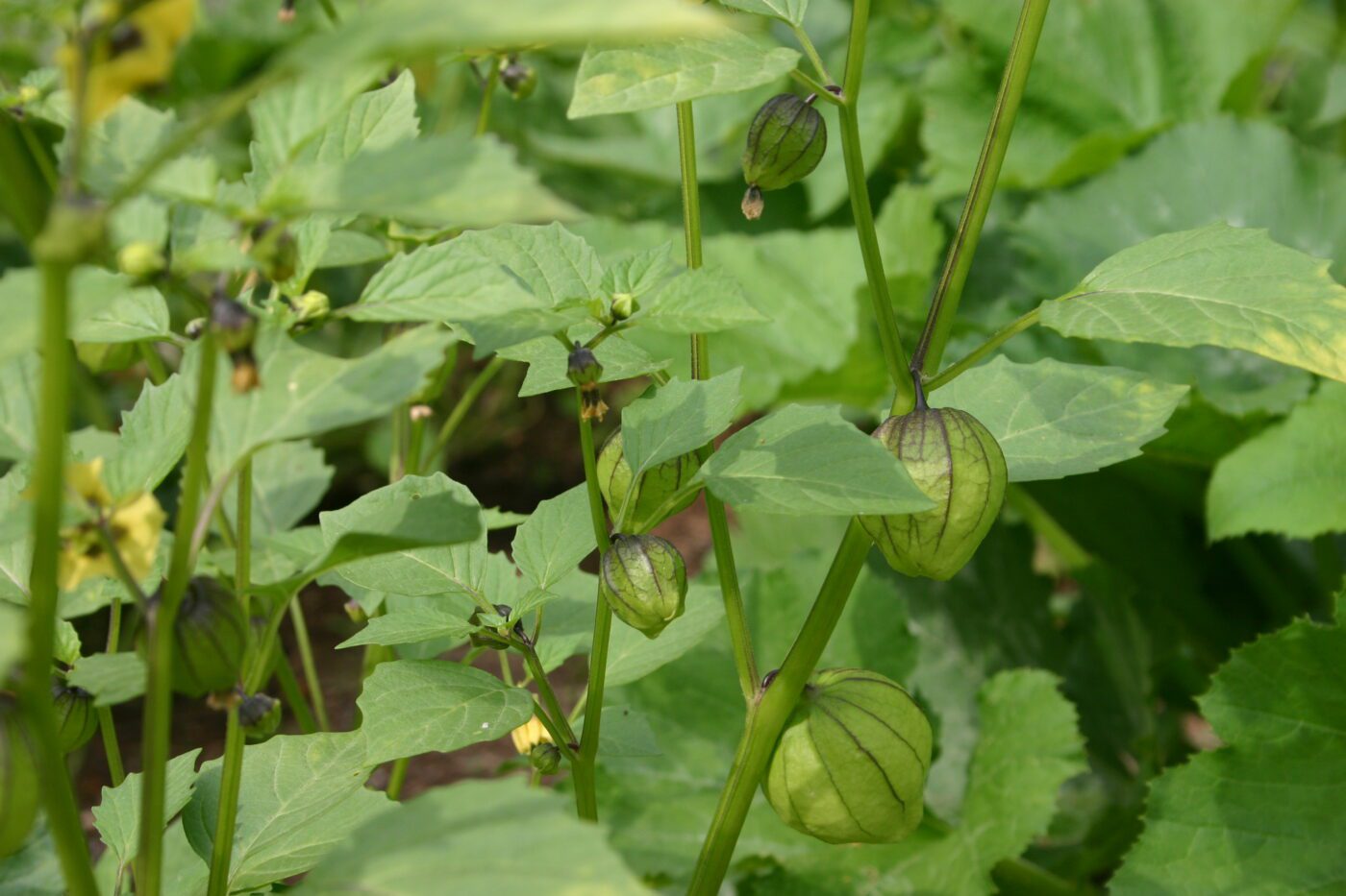 tomatillo - Physalis philadelphica