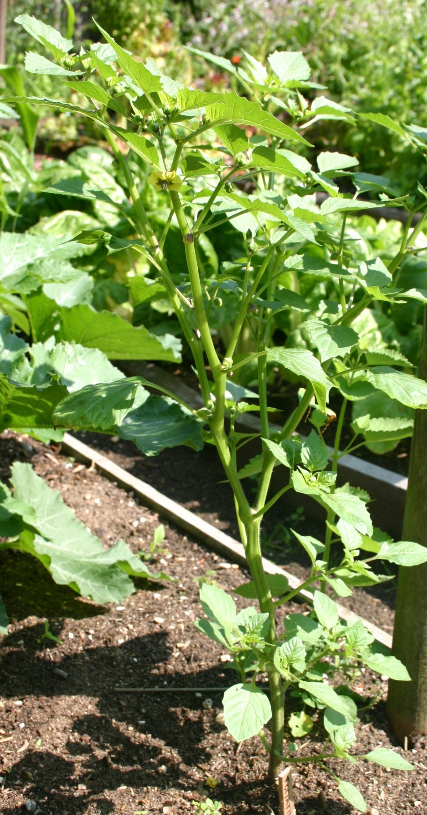 tomatillo - Physalis philadelphica 