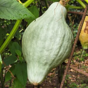 moestuin tuin september