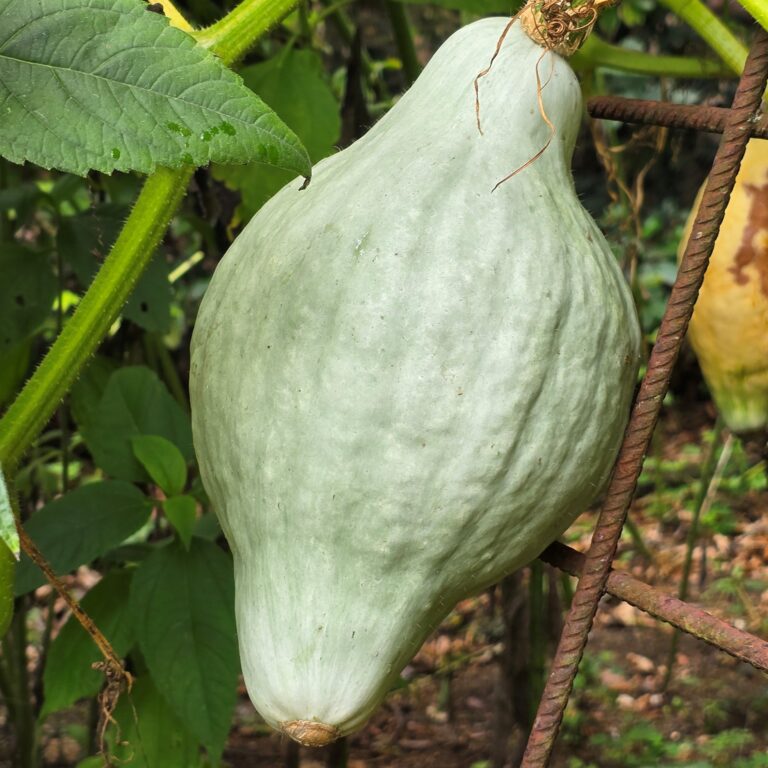 moestuin tuin september