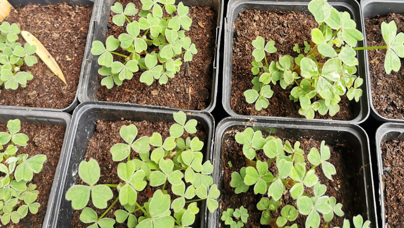 oca oxalis tuberosa crenata
