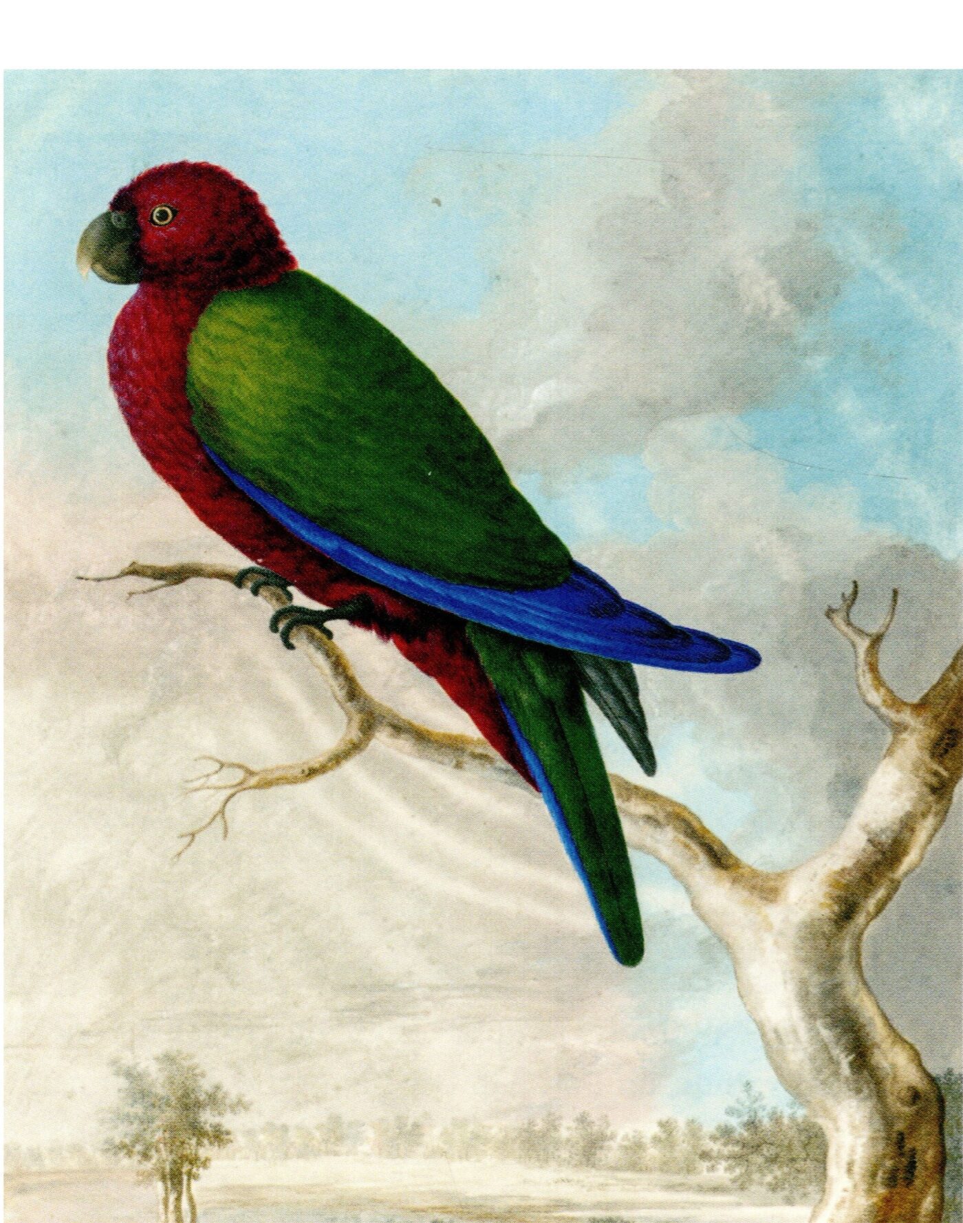 papegaai george forster