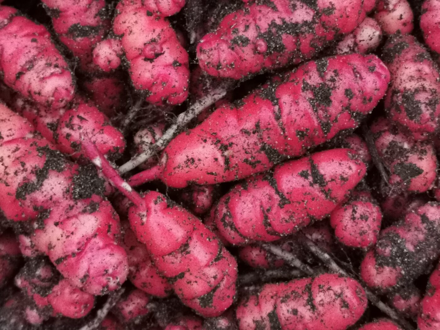 oca rood oxalis tuberosa