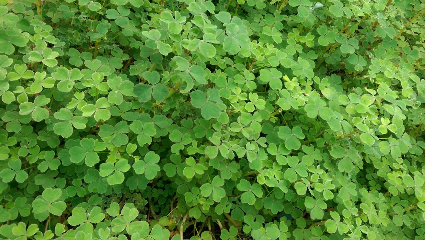oca oxalis tuberosa crenata