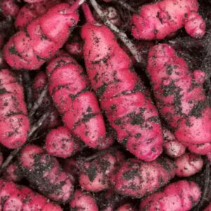 oca oxalis tuberosa