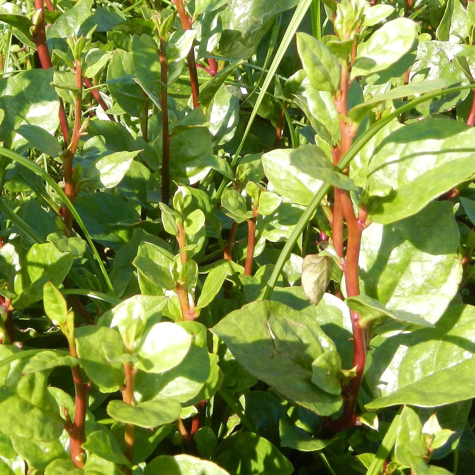 basella rubra - malabar spinazie rood