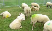 Dat was de Nationale Dag van het Levende Erfgoed 7 - gekleurde schapen.jpg