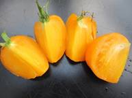 Venga Orange - zeldzaam tomatenras 1.jpg