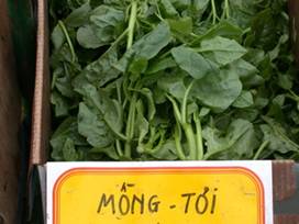 http://www.worldcrops.org/images/content/malabar_spinach_at_Dorchester_farmers'_market_-_440_by_265.JPG