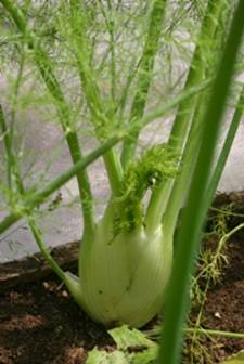 knolvenkel - hele plant onder gaas.jpg