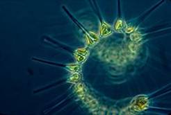 https://upload.wikimedia.org/wikipedia/en/thumb/9/99/Phytoplankton_-_the_foundation_of_the_oceanic_food_chain.jpg/220px-Phytoplankton_-_the_foundation_of_the_oceanic_food_chain.jpg