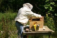 Bijenkastcontrole 6.jpg