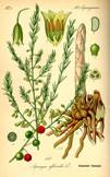 Asparagus officinalis, Illustration in Otto Wilhelm Thomé Flora von Deutschland, Österreich und der Schweiz.