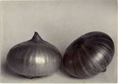 charles jones - onions.jpg
