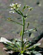 https://personal.bgsu.edu/~aimeh/arabidopsis_thaliana.gif