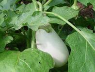 White Eggplant in Monticello's Vegetable Garden