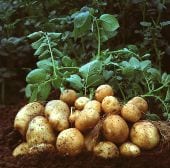 EU Commission approves Amflora starch potato (Amflora1_EN.jpg)