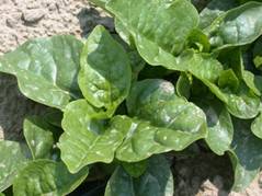 http://www.worldcrops.org/images/content/Malibar_spinach_at_Umass_Farm_-_440_by_265.JPG